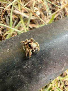 Habronattus festus thumbnail 3