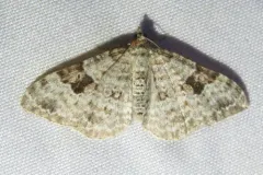 Xanthorhoe pontiaria thumbnail 3