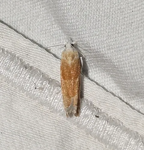 Eucosma setonana