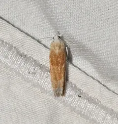 Eucosma setonana thumbnail 1