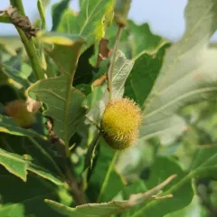 Acraspis villosa thumbnail 4