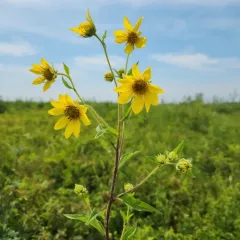 giant sunflower thumbnail 1