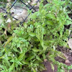 Pennsylvania pellitory thumbnail 4
