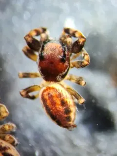 Pelegrina clemata thumbnail 3
