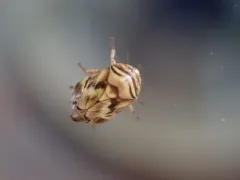 Red Cedar Spittlebug thumbnail 2