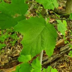 black maple thumbnail 3