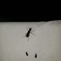 Striped Blister Beetle thumbnail 2