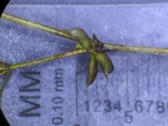 Horned Pondweed thumbnail 4