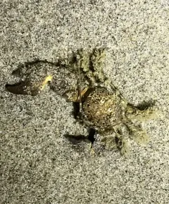 Thickclaw Porcelain Crab thumbnail 2