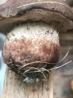 brown-net bolete thumbnail 3