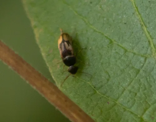 Falsomordellistena bihamata