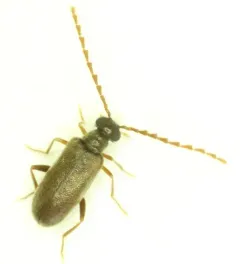 Euglenes pygmaeus thumbnail 2