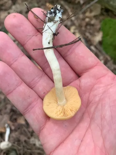 Entoloma flavifolium