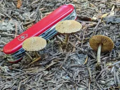 Inocybe moravica thumbnail 2