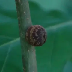 Banded Bullet Gall Wasp thumbnail 3