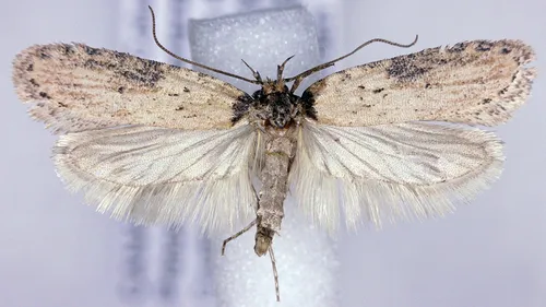 Exaeretia umbraticostella