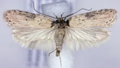Exaeretia umbraticostella thumbnail 1