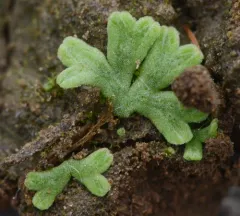 Glaucous Crystalwort thumbnail 2