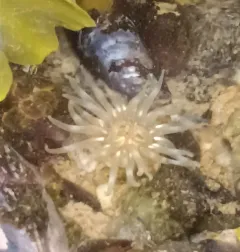 Silver Spotted Anemone thumbnail 1