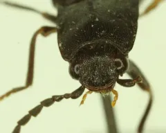 Splitted Click Beetle thumbnail 3