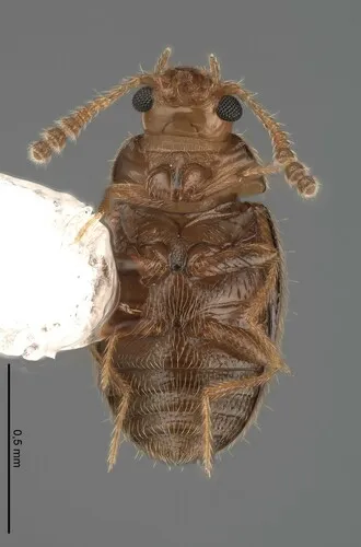 Thrimolus minutus