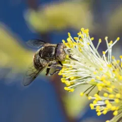 Common Lagoon Fly thumbnail 1