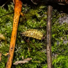 Common Striped Woodlouse thumbnail 2