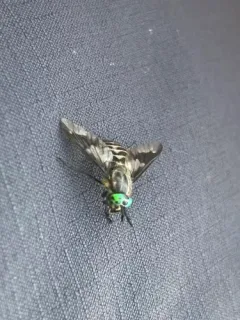 Chrysops nigripes thumbnail 3