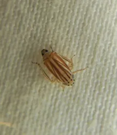 Commellus cedilla thumbnail 2