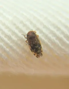 Xestocephalus fulvocapitatus thumbnail 4