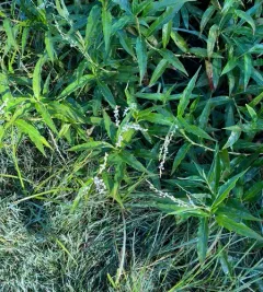 Stout Smartweed thumbnail 4
