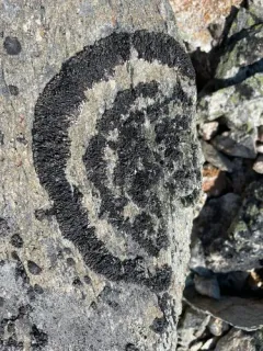 Dimpled Camouflage Lichen thumbnail 3