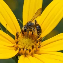 Yellow-faced Miner Bee thumbnail 4