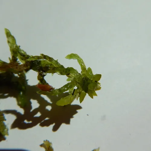 Flat-leaved Bog-moss
