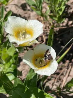 Schinia vacciniae thumbnail 3