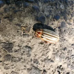 Ten-lined June Beetle thumbnail 3