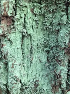 Pacific Dust Lichen thumbnail 4