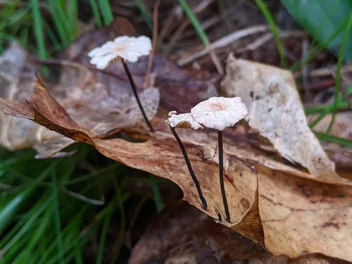Paragymnopus foliiphilus