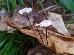 Paragymnopus foliiphilus thumbnail 1