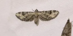 Eupithecia agnesata thumbnail 1