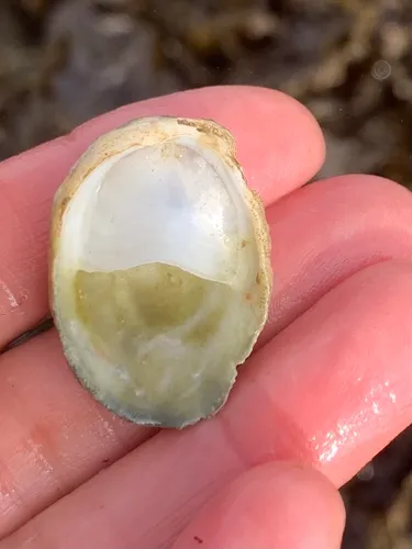 Western White Slippersnail