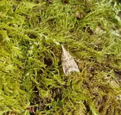 Eudonia torniplagalis thumbnail 3