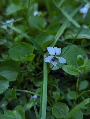 Macloskie's violet