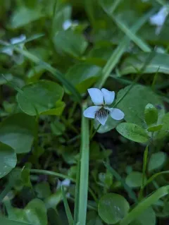 Macloskie's violet thumbnail 1