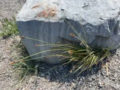 Presl's sedge thumbnail 4