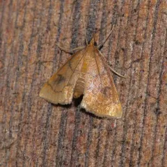 Mint Root Borer Moth thumbnail 2