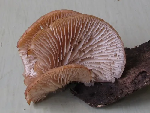 Lentinellus flabelliformis