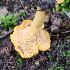 Newfoundland chanterelle thumbnail 3
