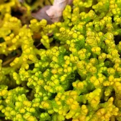 Northern Naugehyde Liverwort thumbnail 3