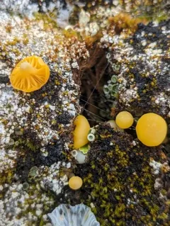 arched waxcap thumbnail 2